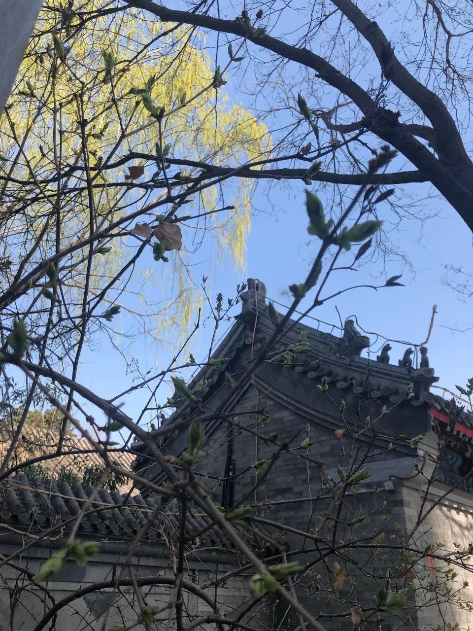 游记 | 不到园林,怎知春色如许