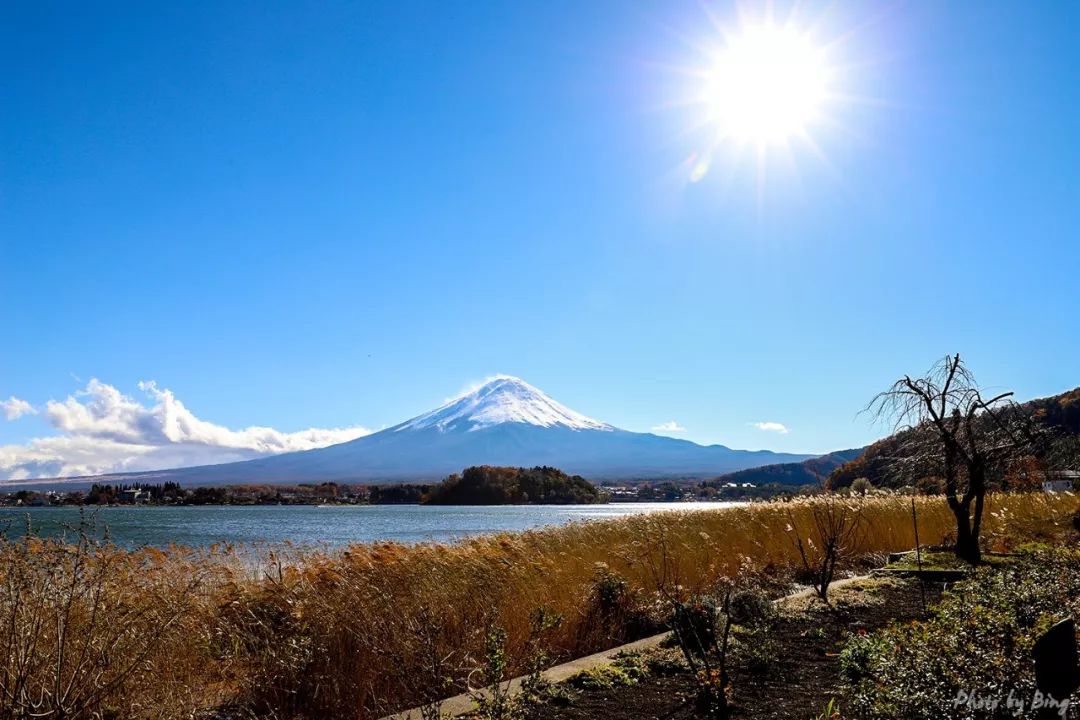 Japanese maple viewing guide | Perfect maple leaf Fuji!