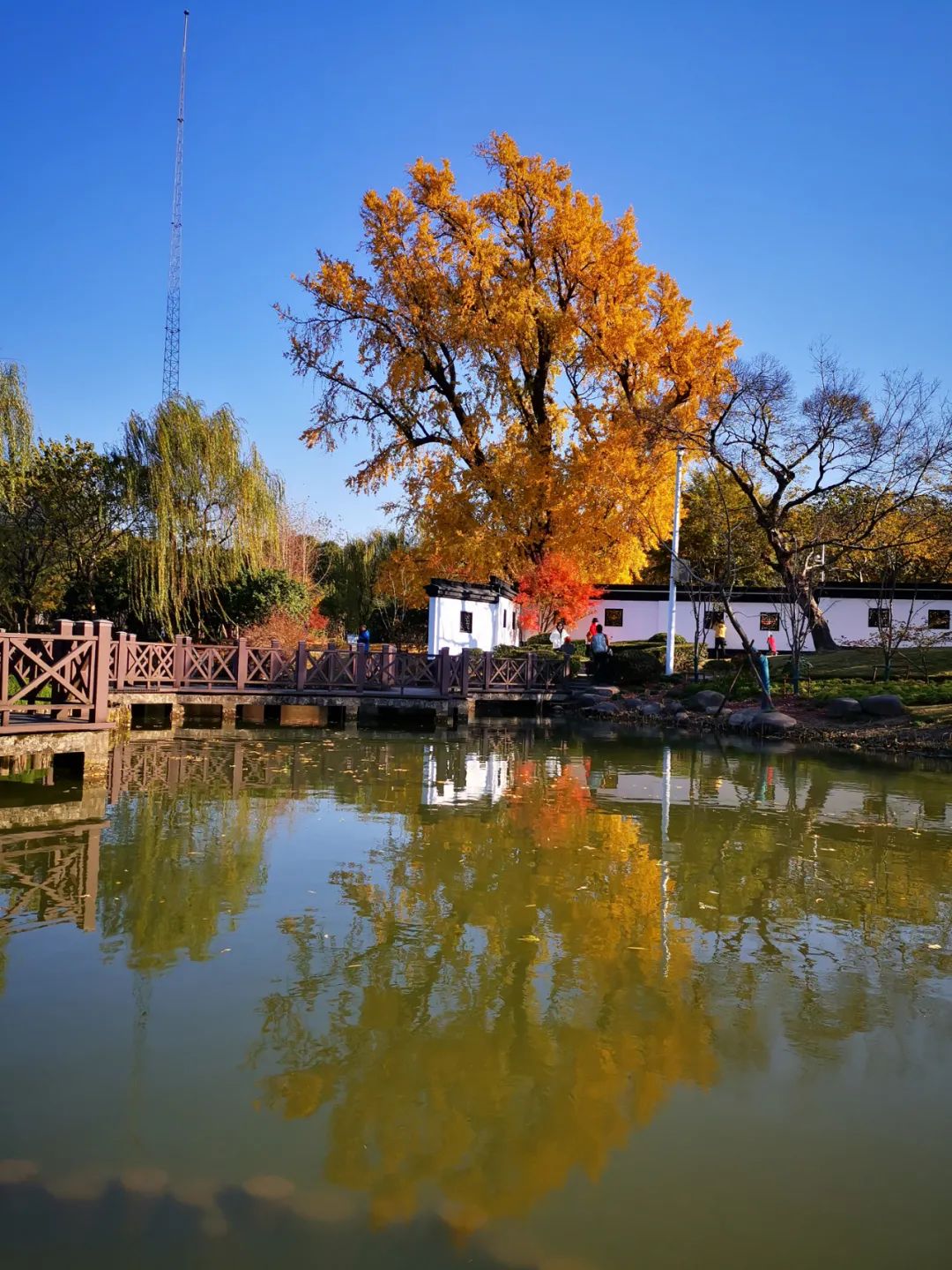 Travel Notes | Shanghai Jiading One-Day Tour-Ancient Ginkgo Tree Tour
