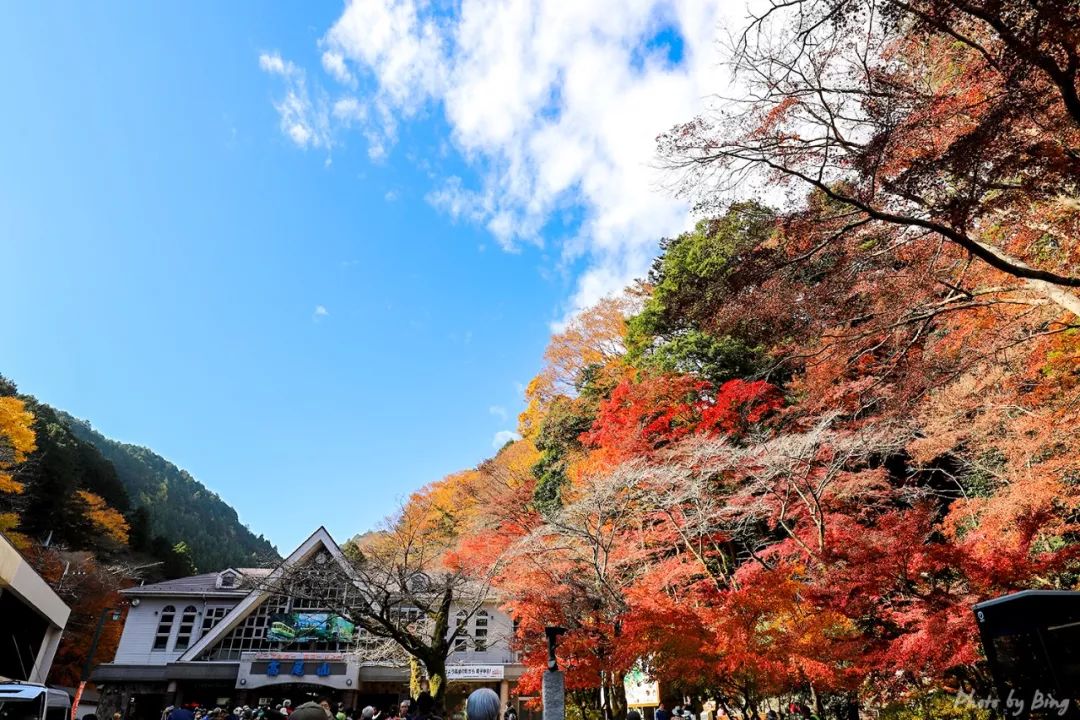 Japanese maple viewing guide | Mount Takao, the best maple leaf tunnel train in this trip!