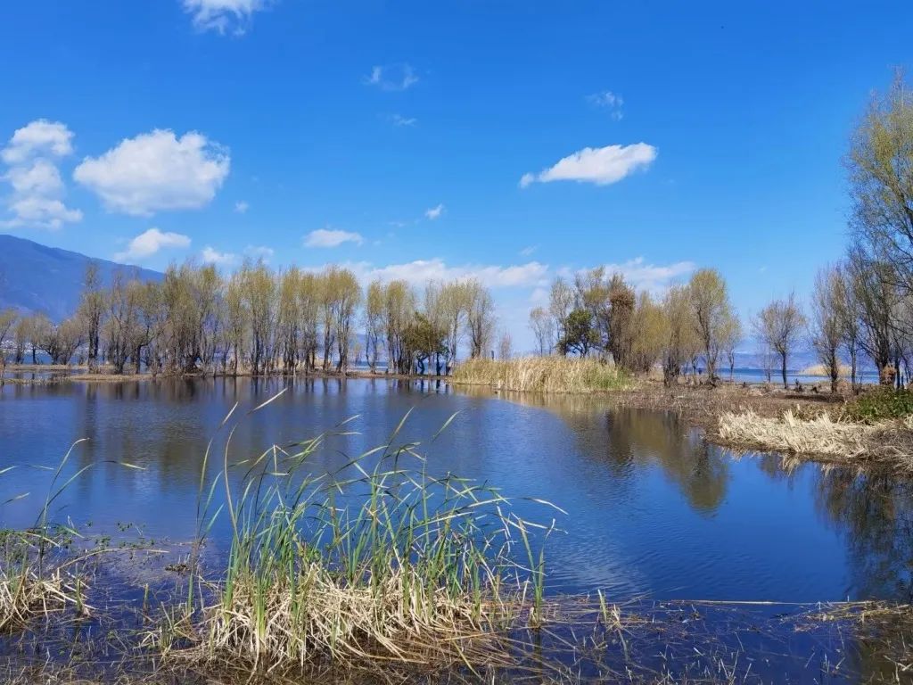 The Eighth Travel Notes on Niche Specialty Travel in Dali Prefecture, Yunnan Province in the Spring of 2022 - Erhai Haitang Wetland Park