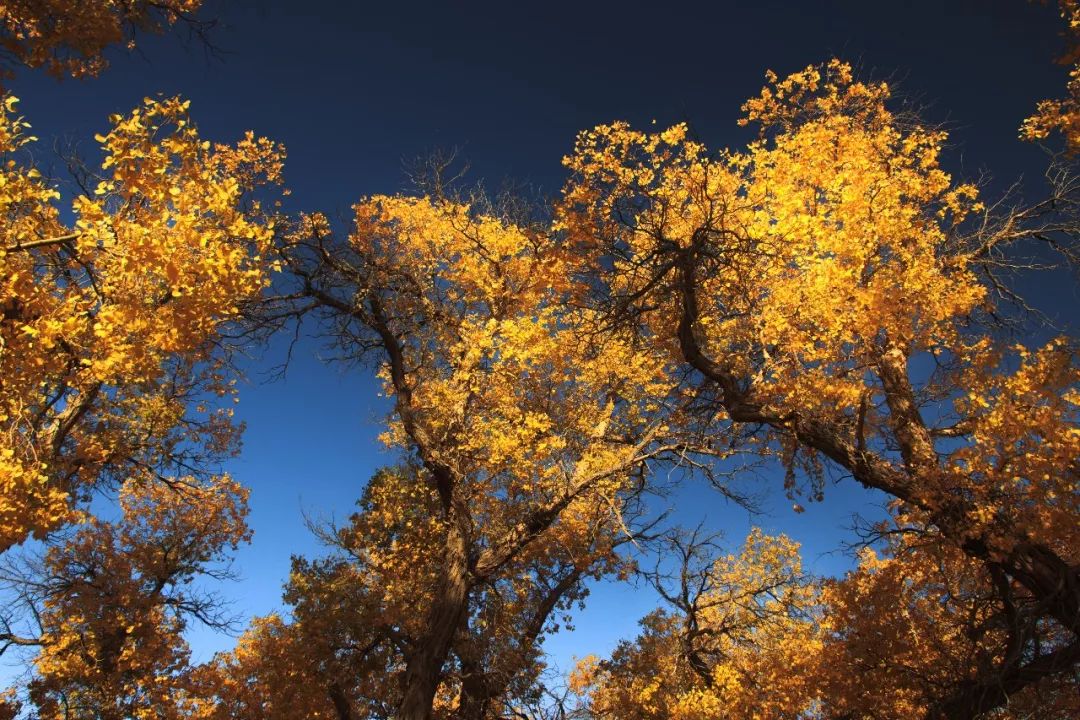 Travel to Ejina Populus euphratica forest and look up at the ultimate scenery in the desert