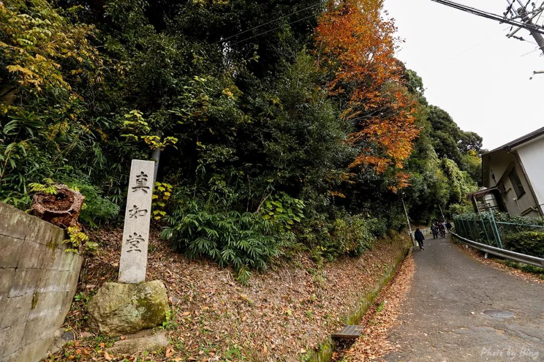 Guide to viewing maple leaves in Japan | Zhenrutang, a great place to view maple leaves with no admission fee!