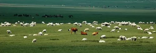 Travel Notes | Integrating into the grassland