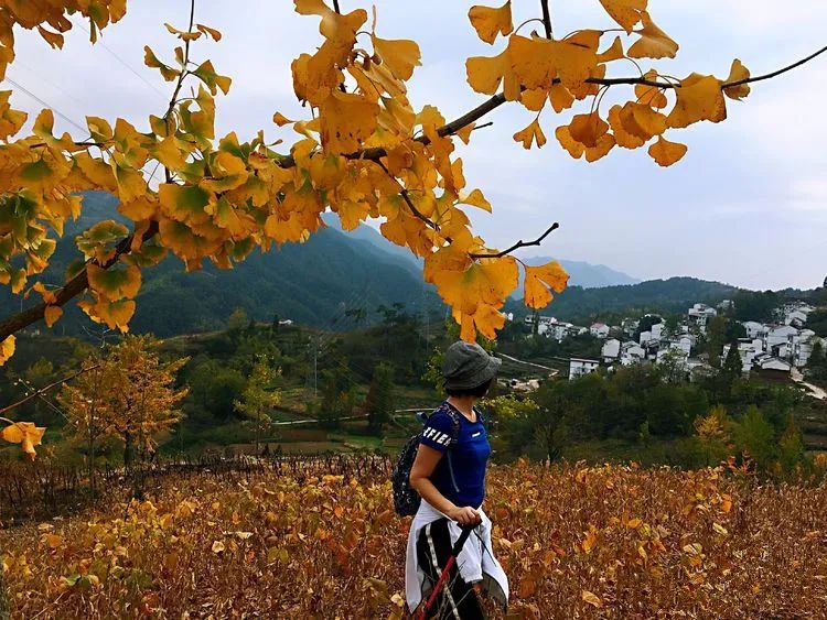 I watched the Ginkgo Garden in Baiyun Mountain Village all autumn!