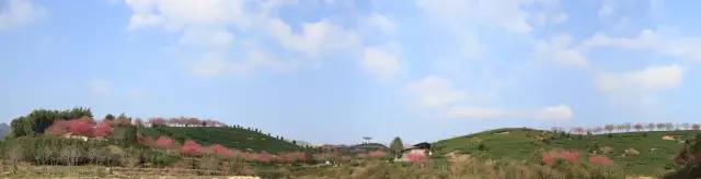 Travel Notes | Enjoy Yongfu Cherry Blossoms