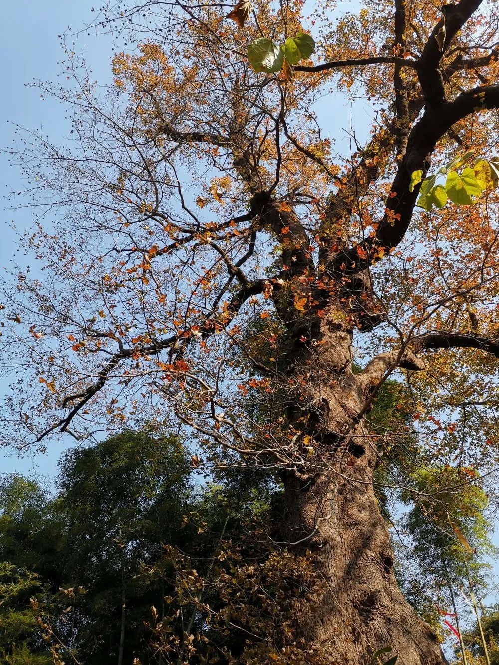 Hiking | Sunjialing Ancient Trail at the beginning of winter when reed flowers and snow fall