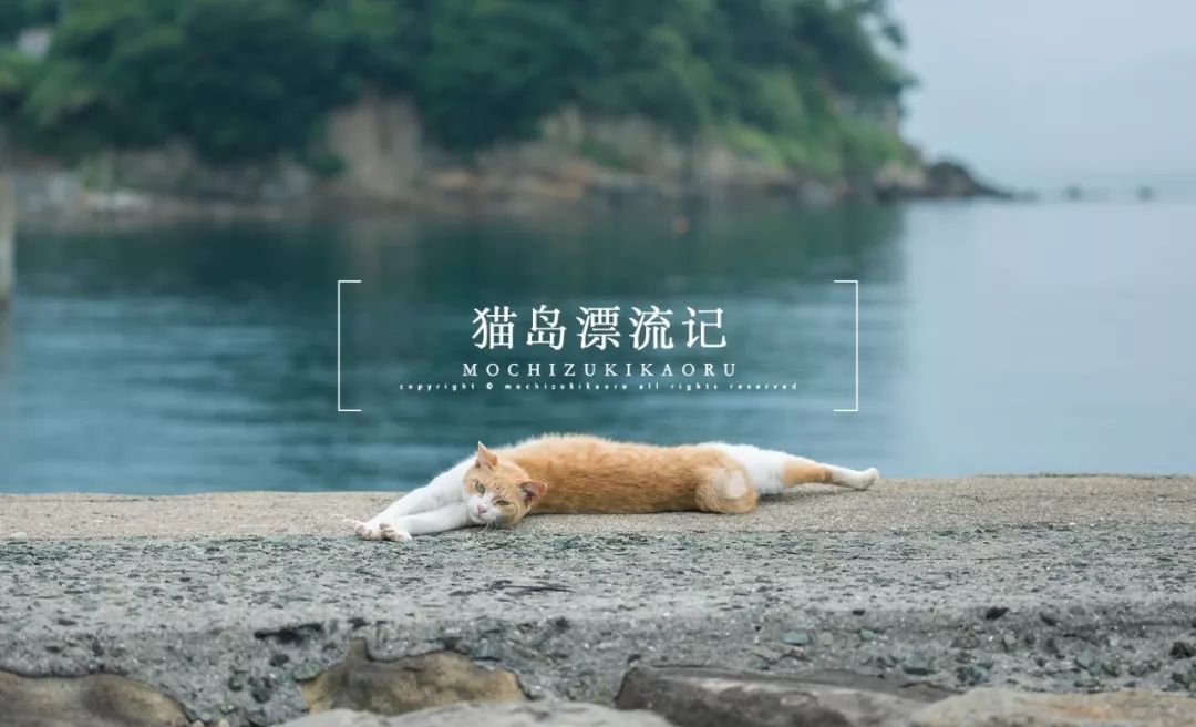Meow | Cat Island Drifting. Kinbei's mansion