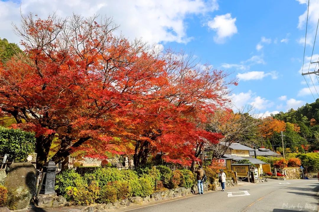 Japan maple viewing guide | Huano Nenbutsu Temple, the best in Arashiyama!