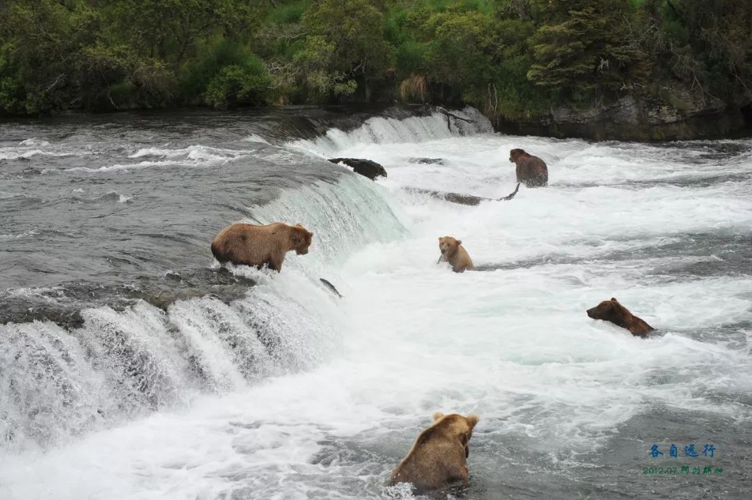 Travel Notes | The farthest north—Alaska (8)—bears appear, please be aware