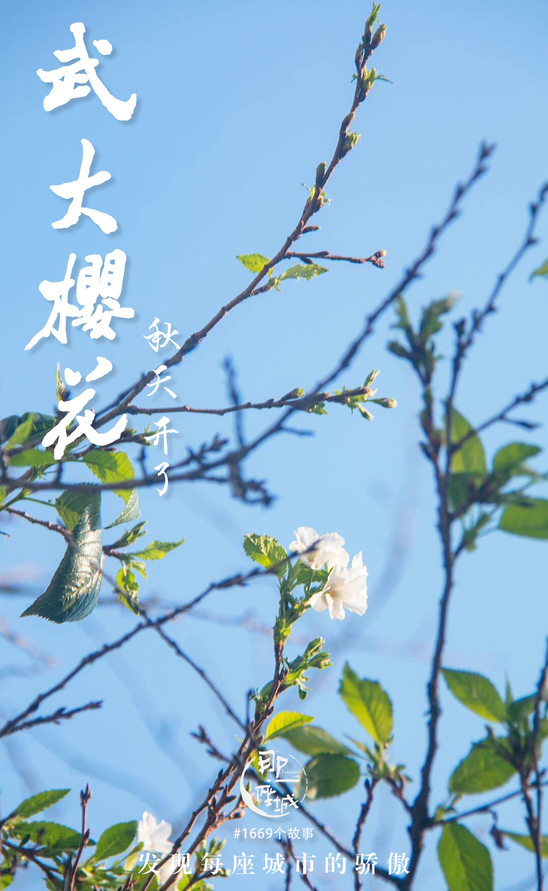 武大樱花又开了:听说你到处说我傻???