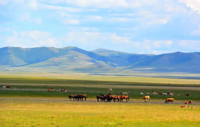There is a kind of freedom called summer grassland