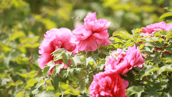 The old city of Shandong, which should have become popular long ago, is home to the largest peony garden in the world. It is as beautiful as Luoyang, but it is seriously underestimated.