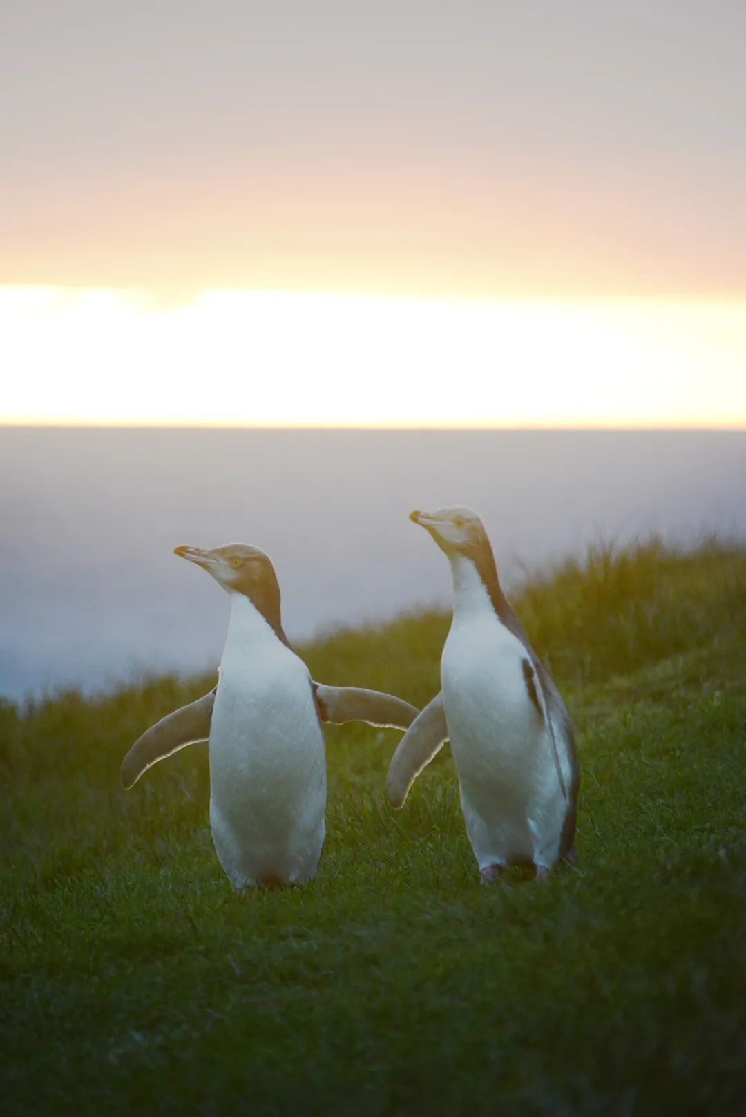 [New Zealand] Wonderful moment: watching the sunrise with little penguins