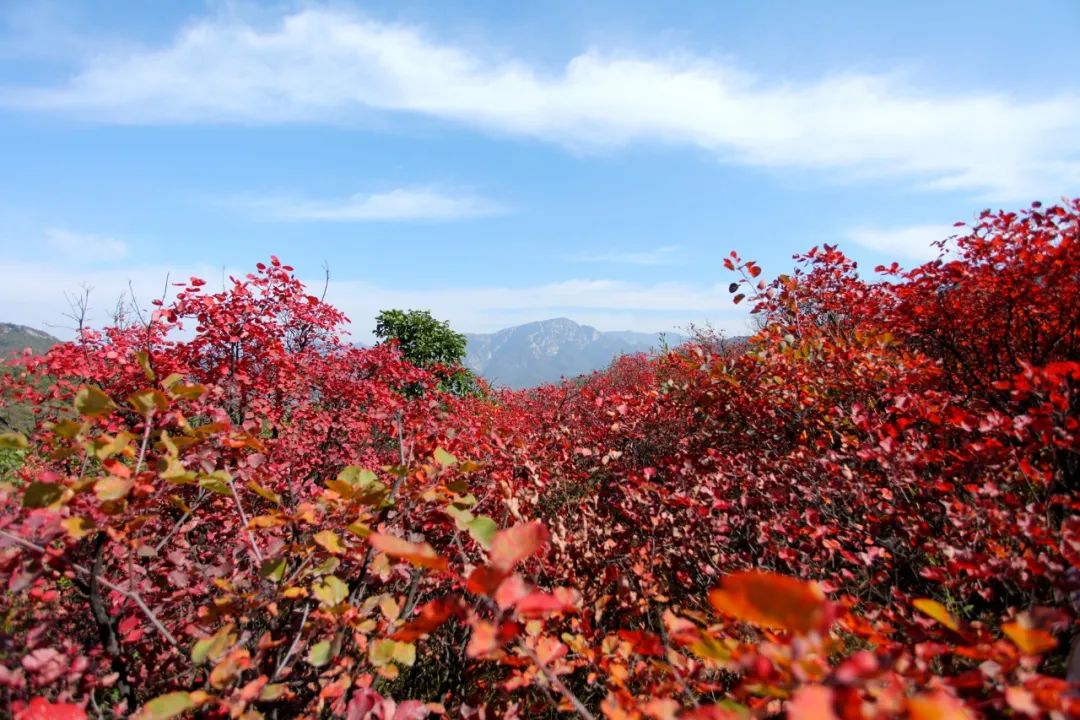 Travel Notes | Climbing Songshan Mountain to Admire the Red Leaves in Autumn