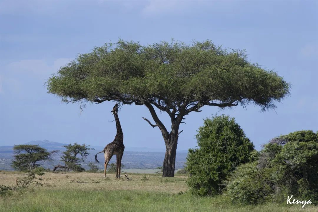 Kenya Travel Notes | Plan