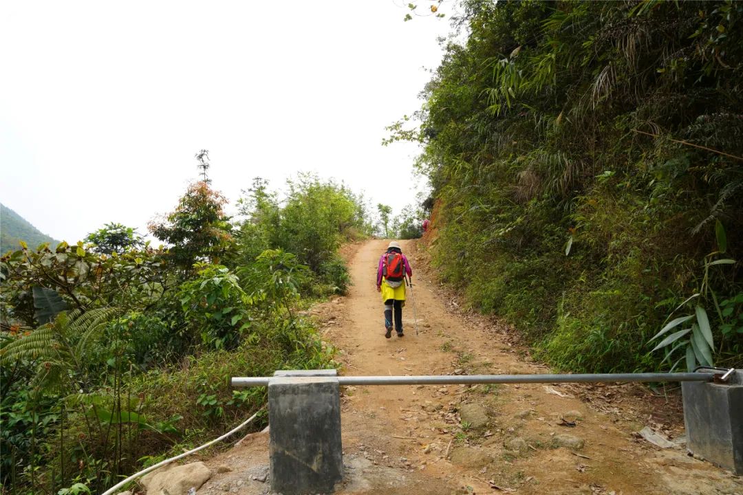 A mountain suitable for viewing azaleas—Tianlu Mountain