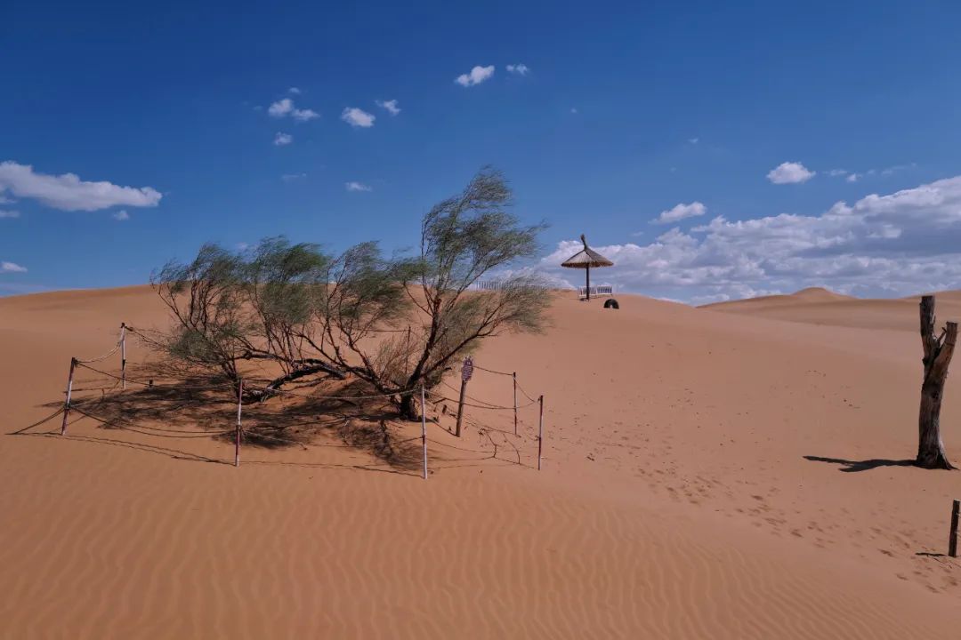 Seeing the desert and swimming the Yellow River, Zhongwei is suitable for you who have no time but want to visit the northwest