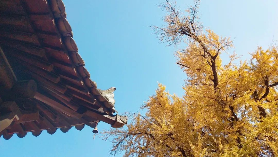 Xi’an Ancient Guanyin Temple and thousand-year-old ginkgo tree, be sure to bring your favorite person with you