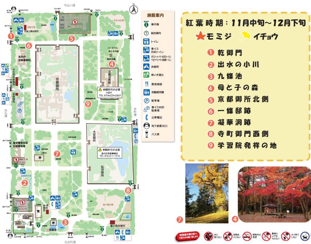 Guide to viewing maple leaves in Japan | Ginkgo biloba in a corner of Kyoto Gyoen Garden.
