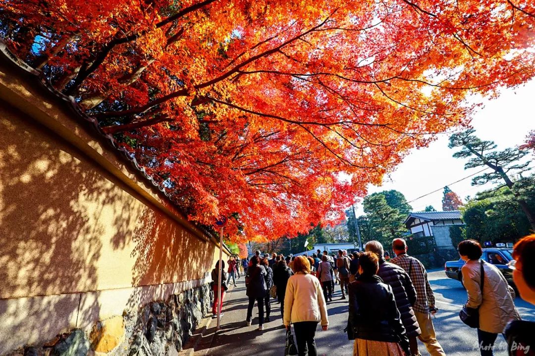 Japanese maple viewing guide | Tofukuji Temple! Worthy of being the King of Maple Leafs! Best of the trip!