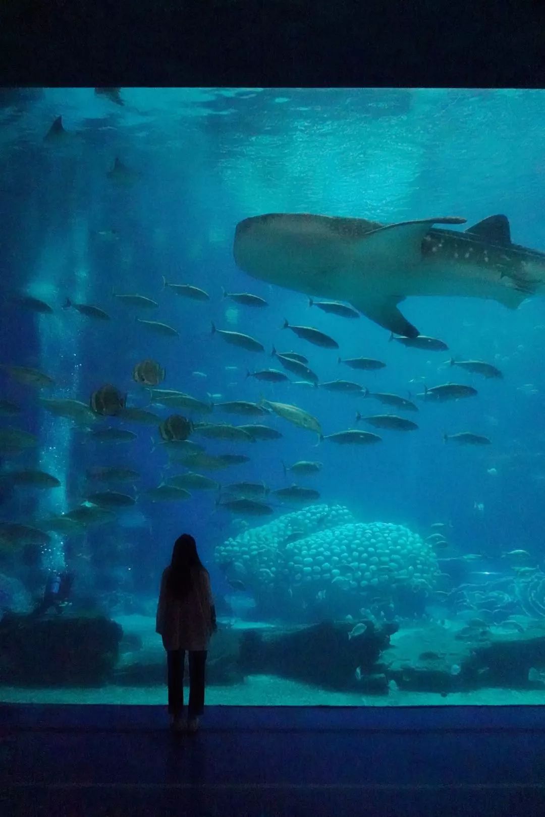 Zhuhai | Second brush with Chimelong! Visit the Ocean Kingdom during the day, stay at the Whale Shark Pavilion at night, and take a tour of the Halloween Ghost Village