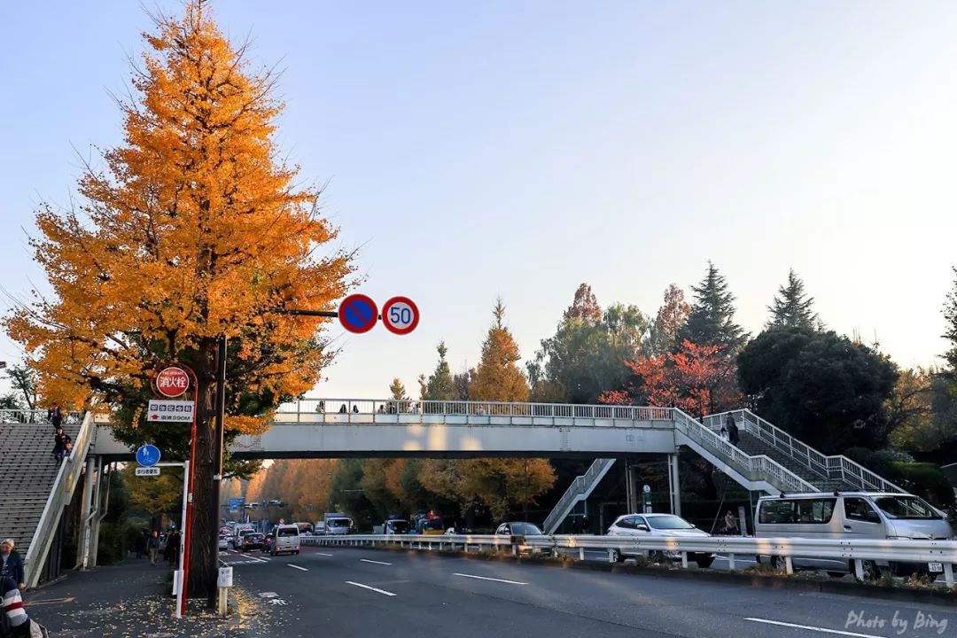 Japanese maple viewing guide | Ginkgo Avenue in Jingu Gaien.