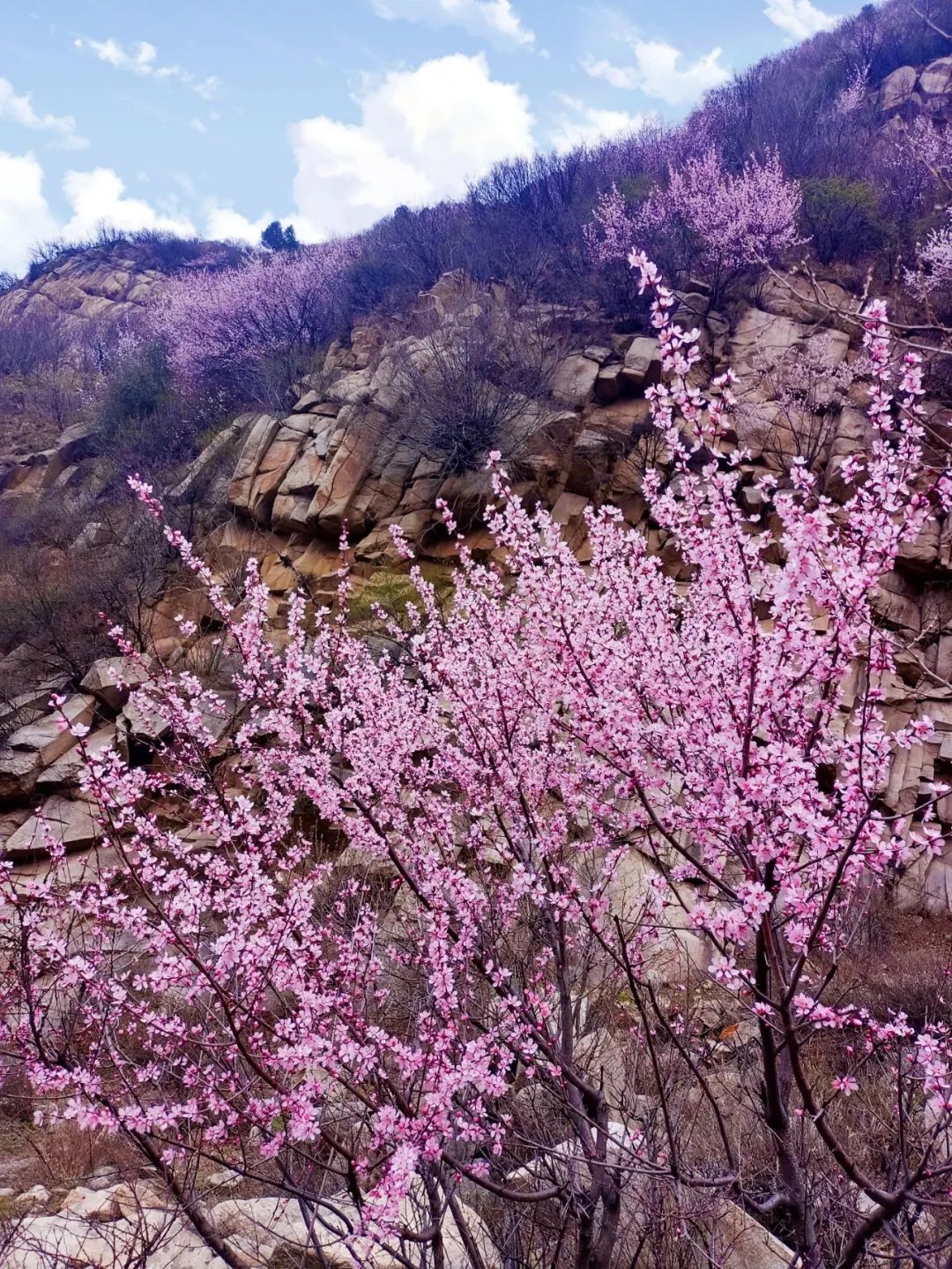 A must-see flower viewing route around Xi’an—Sanfeng Mountain Peach Blossom Valley