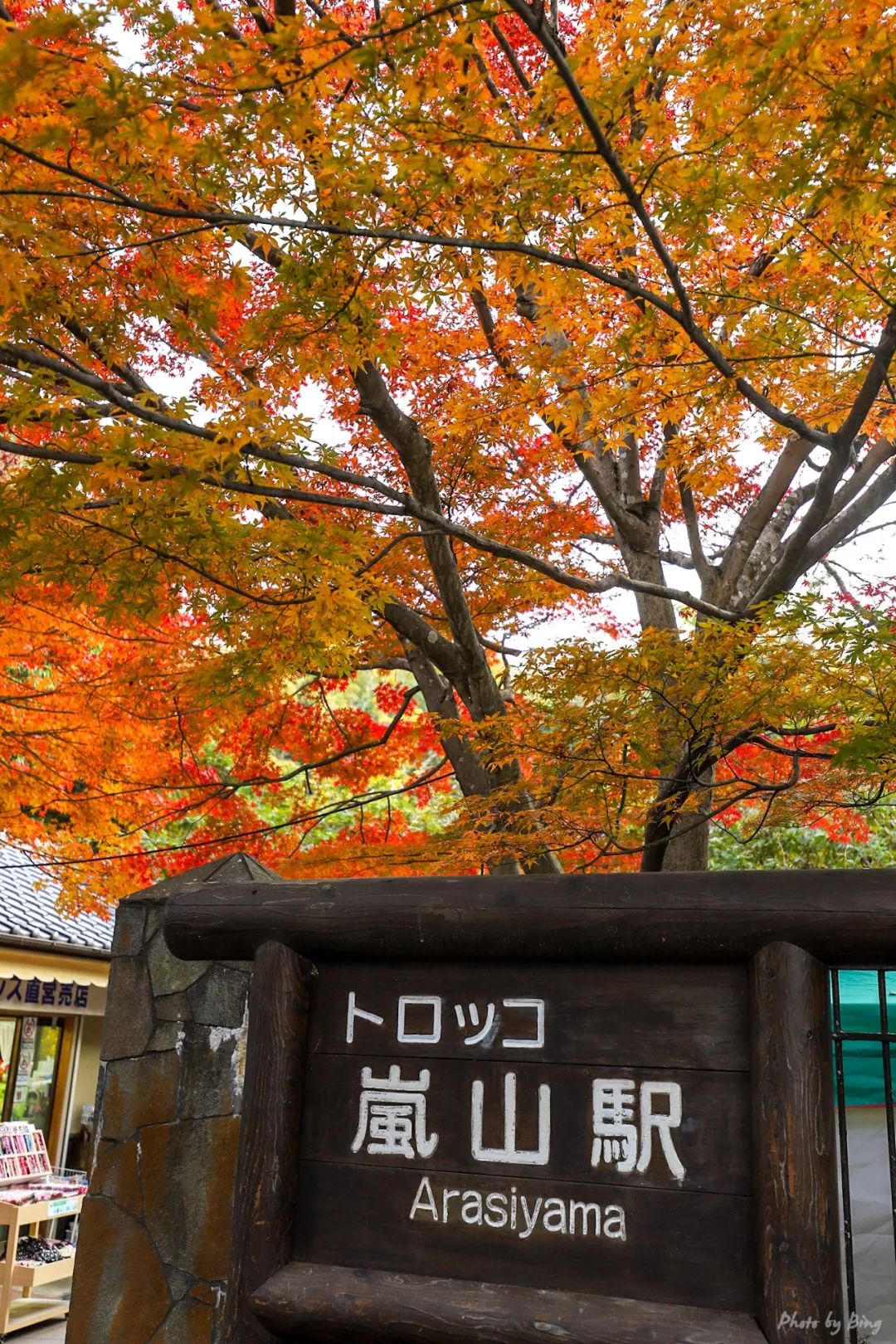 Japanese maple viewing guide | The legendary Arashiyama train.