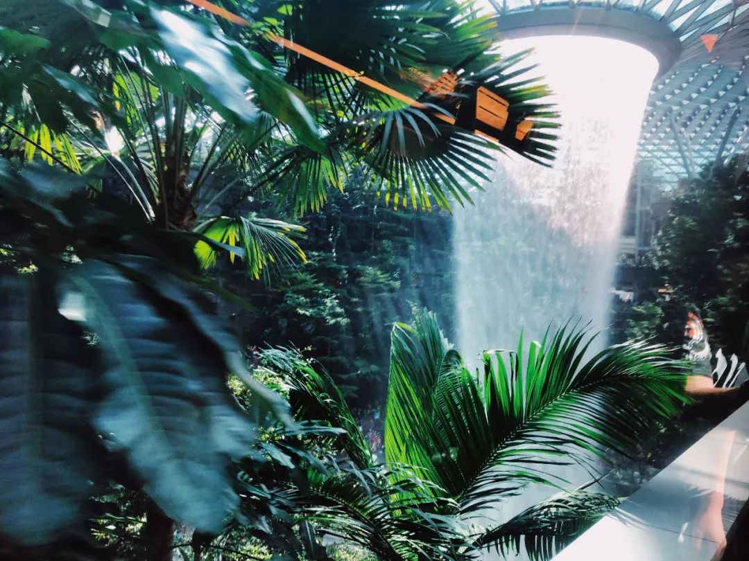 I chased the annular eclipse, Conan, and shoebill storks in Singapore