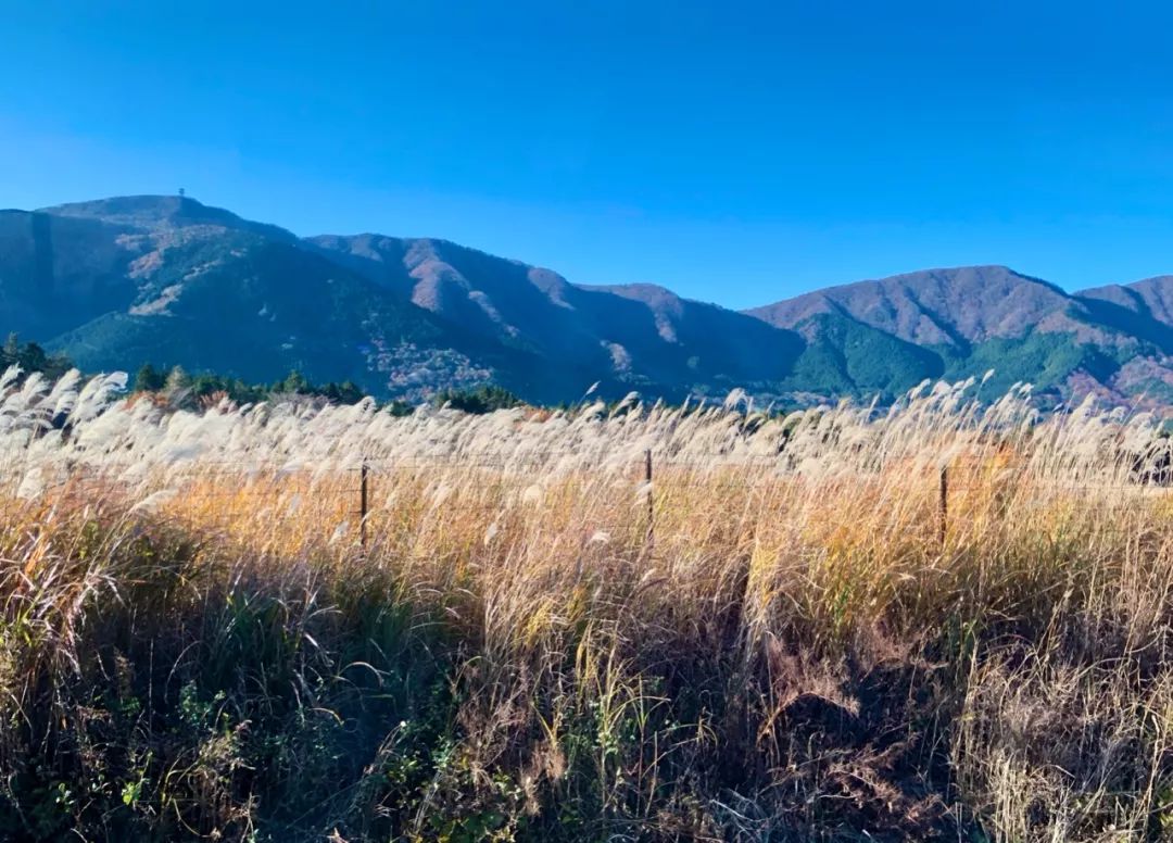 Travel Notes | Hakone, like the wind