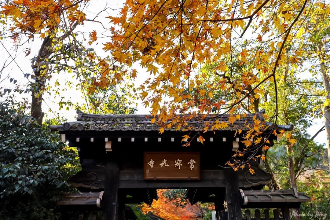 Japanese maple viewing guide | Jojikoji Temple.