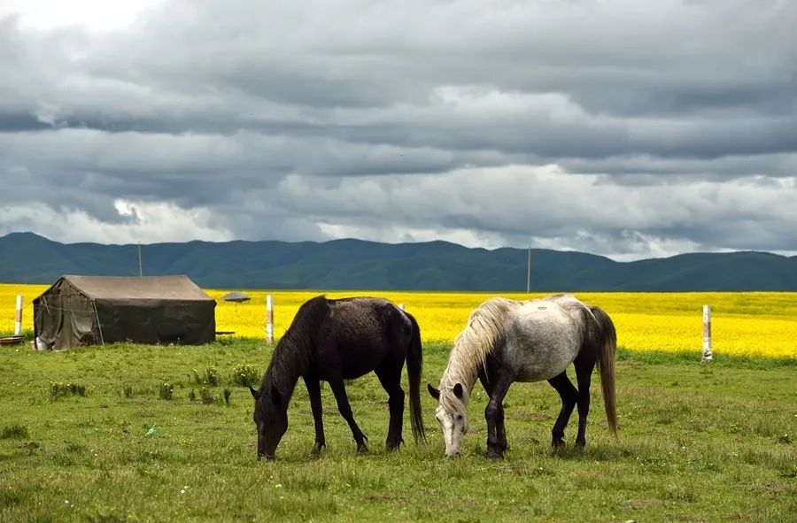 Hongyuan Ruoergai three-day tour | Going horse riding from Chengdu? Why not go to Hongyuan?
