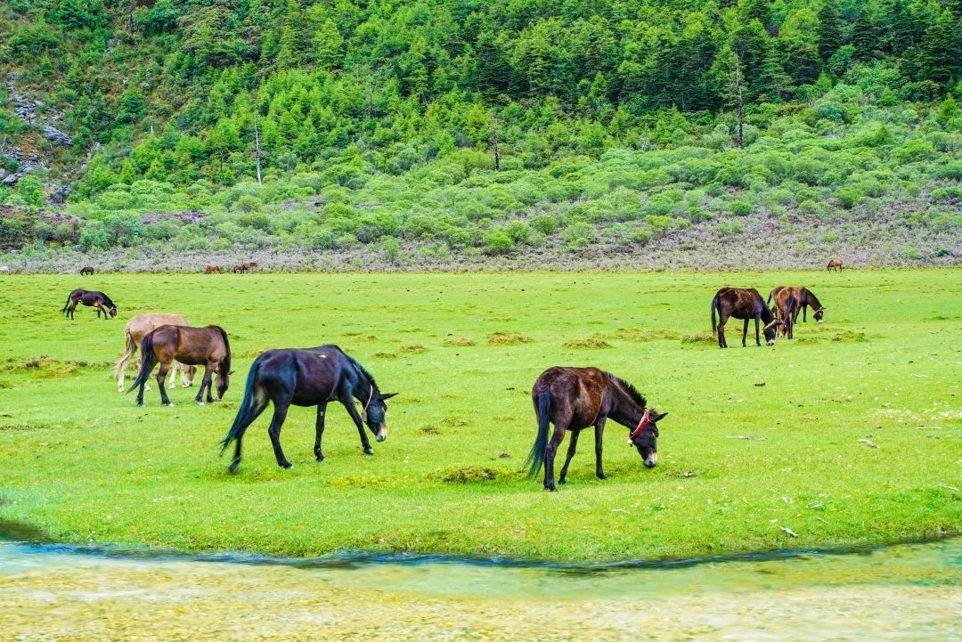 [Guide to Western Sichuan] Daocheng Yading