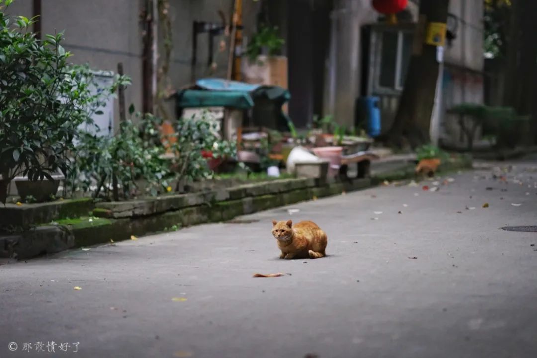I visited 20 grocery stores, B&Bs, and restaurants in Chengdu in 2 days. Each one is worth a special visit (Part 1)