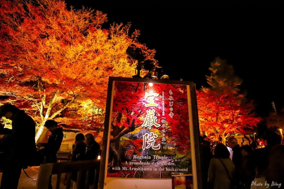 Japanese maple viewing guide | Hosei-in, you can take photos of night maples without people.