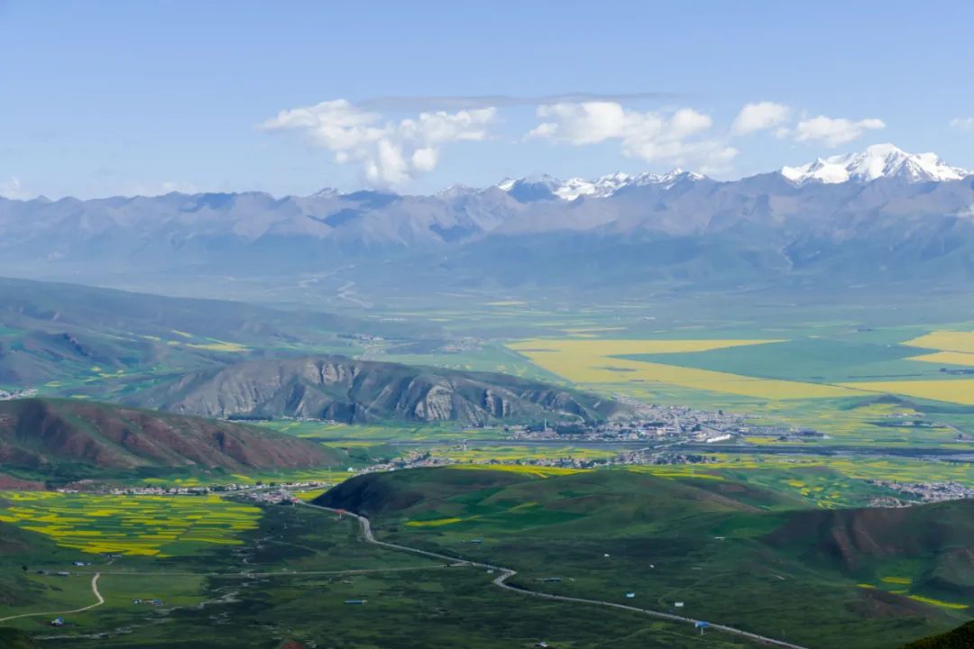 Qinghai rape flower
