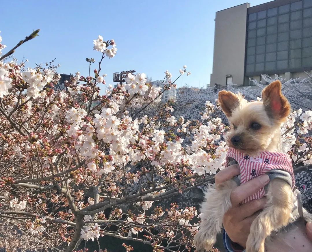 ll Travel Notes ll Japan Series 1.0 - Meguro River’s cherry blossoms & nostalgic Kamakura style