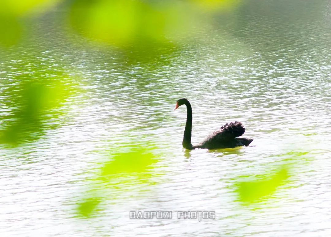 Travel Notes | The swans and geese I photographed at Aixi Lake in those years