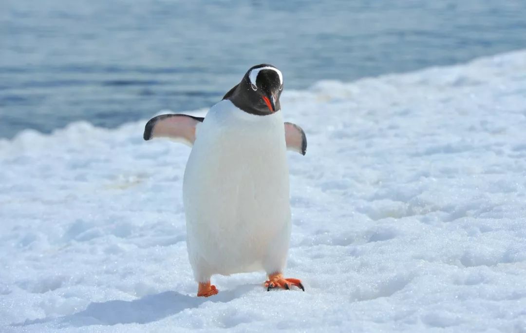 Travel Notes | The Farthest South – Antarctica (4)-Penguin World