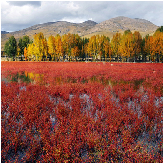 [Travel Notes] Sorry, I will never go back to Daocheng Yading once.