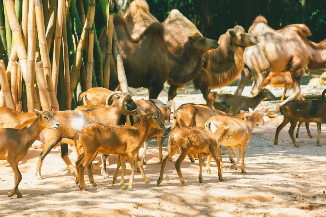 Travel Notes | Guangzhou Chimelong Wildlife Park