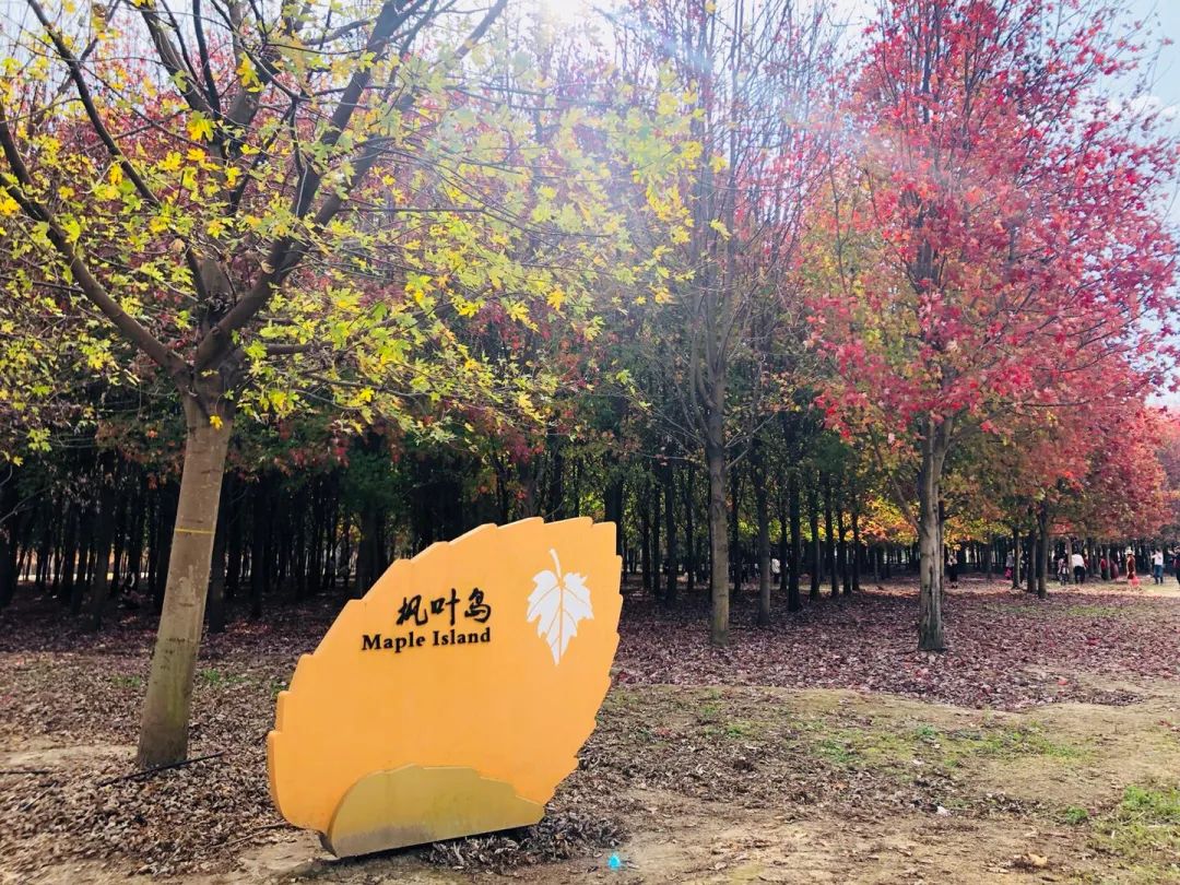 Travel Notes | Maple Leaf Island under the Corridor of Jinshan Mountain in Shanghai, a maple viewing resort, a journey to find autumn