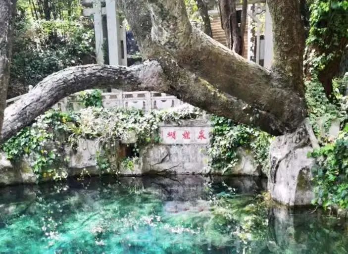 Butterfly Spring - Yunnan Travel Notes Part 2