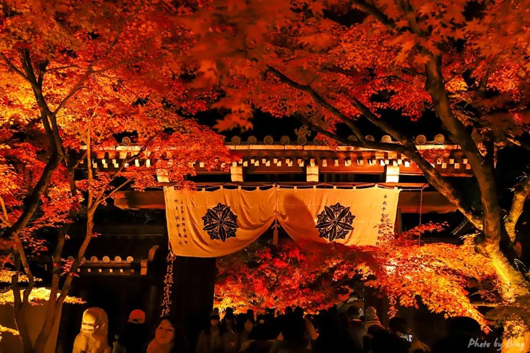 Japanese maple viewing guide | Ekantang, night maple. There are so many maple leaves and people!